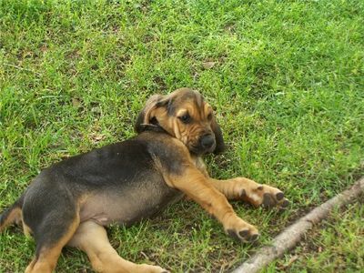 RedandBlackTanPuppies